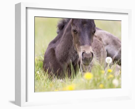 Flower Frolick V-Ozana Sturgeon-Framed Photographic Print