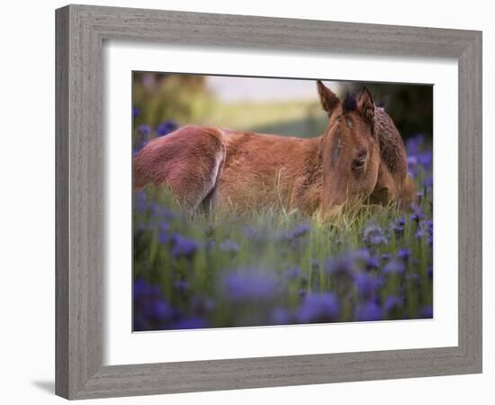 Flower Frolick VI-Ozana Sturgeon-Framed Photographic Print