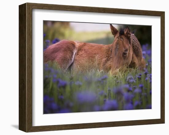 Flower Frolick VI-Ozana Sturgeon-Framed Photographic Print