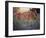 Flower Frolick VI-Ozana Sturgeon-Framed Photographic Print