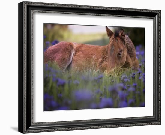 Flower Frolick VI-Ozana Sturgeon-Framed Photographic Print