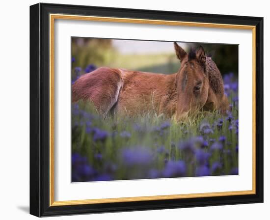 Flower Frolick VI-Ozana Sturgeon-Framed Photographic Print