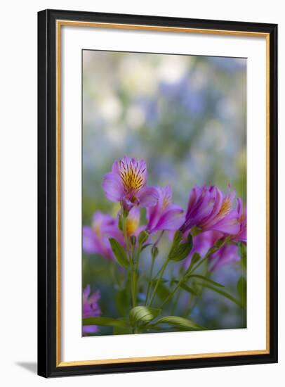 Flower Garden at Governor's House Victoria, Victoria, British Columbia, Canada-Terry Eggers-Framed Photographic Print