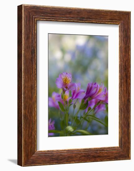 Flower Garden at Governor's House Victoria, Victoria, British Columbia, Canada-Terry Eggers-Framed Photographic Print