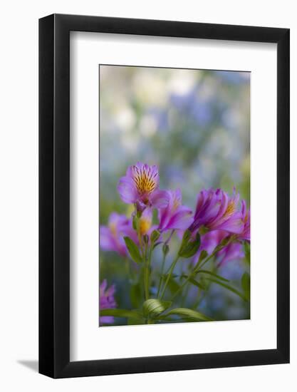 Flower Garden at Governor's House Victoria, Victoria, British Columbia, Canada-Terry Eggers-Framed Photographic Print