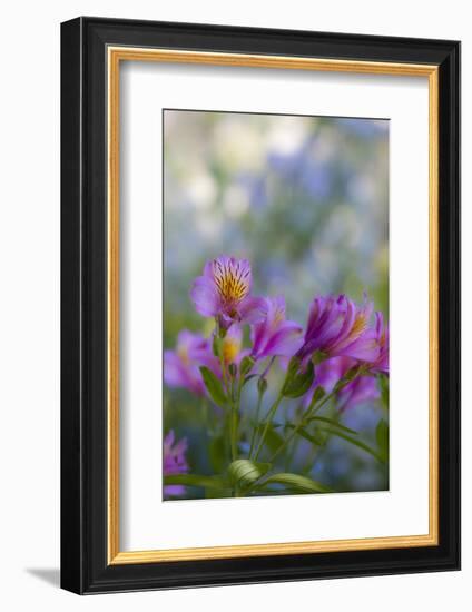 Flower Garden at Governor's House Victoria, Victoria, British Columbia, Canada-Terry Eggers-Framed Photographic Print