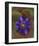 Flower Garden blue Clematis-null-Framed Art Print