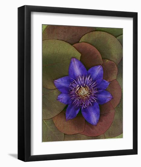 Flower Garden blue Clematis-null-Framed Art Print