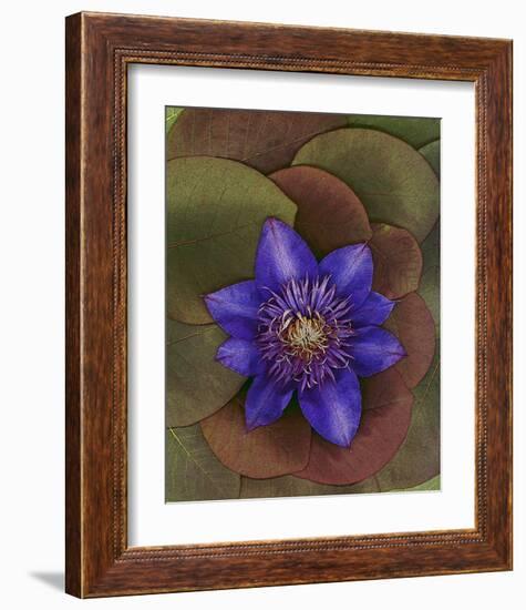 Flower Garden blue Clematis-null-Framed Art Print