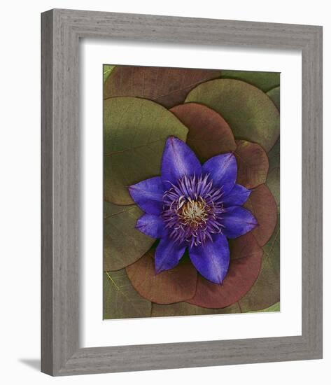 Flower Garden blue Clematis-null-Framed Art Print