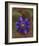 Flower Garden blue Clematis-null-Framed Art Print