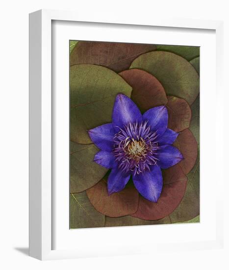 Flower Garden blue Clematis-null-Framed Art Print