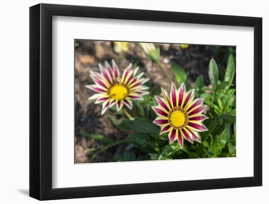 Flower garden, Ludlow, Vermont, USA-Lisa S. Engelbrecht-Framed Photographic Print