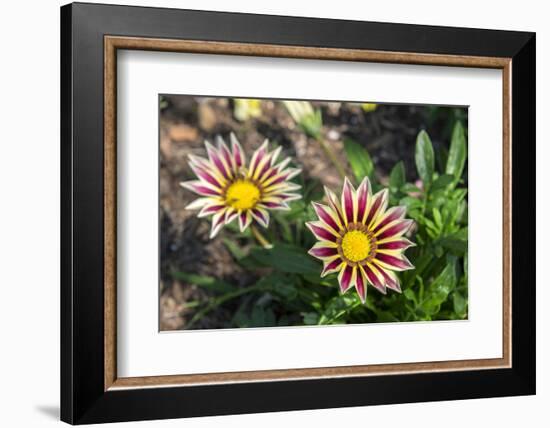 Flower garden, Ludlow, Vermont, USA-Lisa S. Engelbrecht-Framed Photographic Print