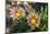 Flower garden, Ludlow, Vermont, USA-Lisa S. Engelbrecht-Mounted Photographic Print