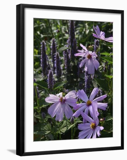 Flower Garden, Stockbridge, Berkshires, Massachusetts, USA-Lisa S. Engelbrecht-Framed Photographic Print