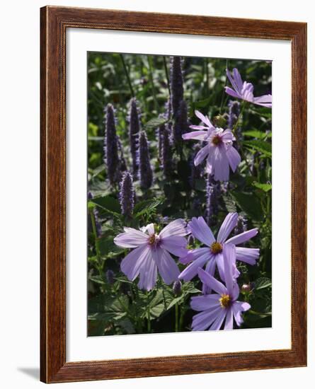 Flower Garden, Stockbridge, Berkshires, Massachusetts, USA-Lisa S. Engelbrecht-Framed Photographic Print