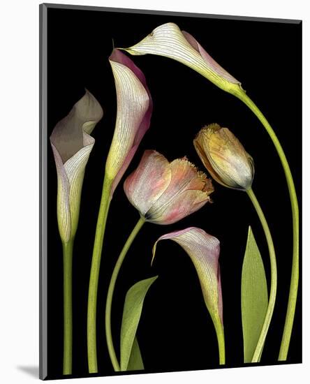 Flower Garden Tulips & Callas-null-Mounted Art Print