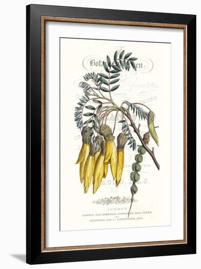 Flower Garden Varietals III-Vision Studio-Framed Art Print