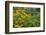 Flower Garden with Black-Eyed Susans and Black and Blue Salvias, Marion County, Il-Richard and Susan Day-Framed Photographic Print