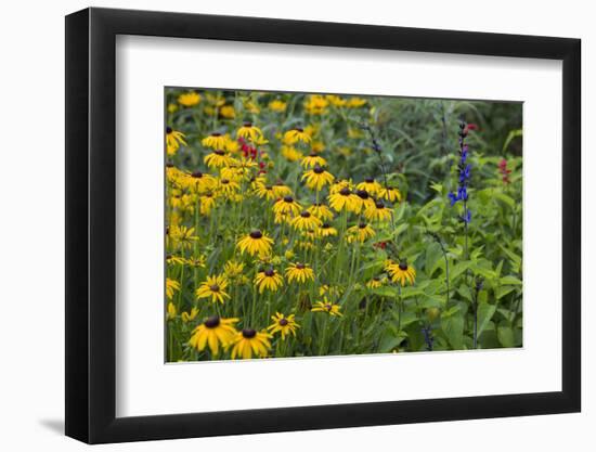 Flower Garden with Black-Eyed Susans and Black and Blue Salvias, Marion County, Il-Richard and Susan Day-Framed Photographic Print