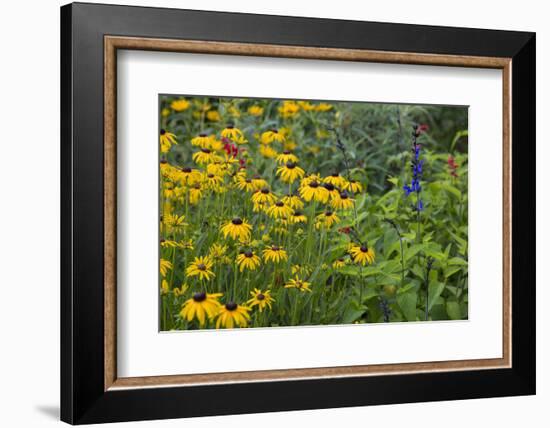 Flower Garden with Black-Eyed Susans and Black and Blue Salvias, Marion County, Il-Richard and Susan Day-Framed Photographic Print