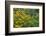 Flower Garden with Black-Eyed Susans and Black and Blue Salvias, Marion County, Il-Richard and Susan Day-Framed Photographic Print