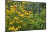 Flower Garden with Black-Eyed Susans and Black and Blue Salvias, Marion County, Il-Richard and Susan Day-Mounted Photographic Print