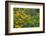 Flower Garden with Black-Eyed Susans and Black and Blue Salvias, Marion County, Il-Richard and Susan Day-Framed Photographic Print