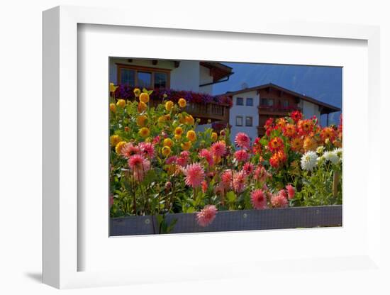 Flower-Garden with Dahlias-Ludwig Mallaun-Framed Photographic Print