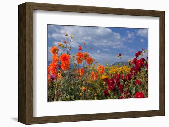 Flower-Garden with Dahlias-Ludwig Mallaun-Framed Photographic Print