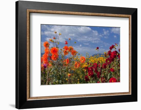 Flower-Garden with Dahlias-Ludwig Mallaun-Framed Photographic Print