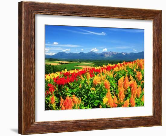 Flower Garden-null-Framed Photographic Print