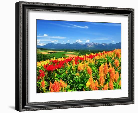 Flower Garden-null-Framed Photographic Print