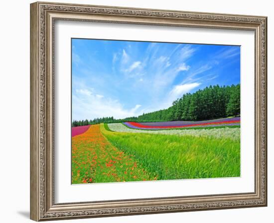 Flower Garden-null-Framed Photographic Print