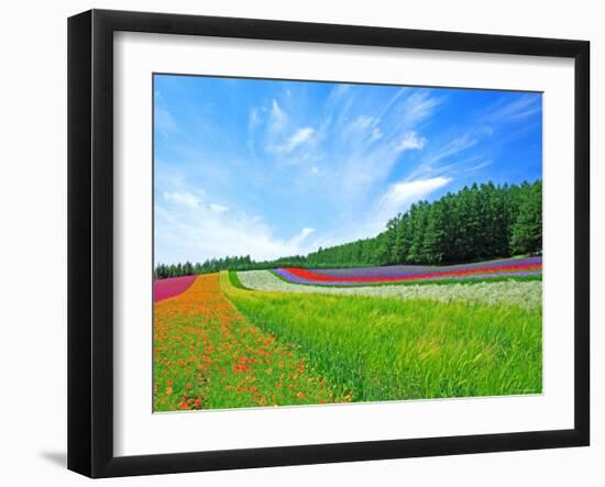 Flower Garden-null-Framed Photographic Print