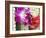 Flower Garlands on a Stall for Temple Offerings, Little India, Singapore, South East Asia-Amanda Hall-Framed Photographic Print