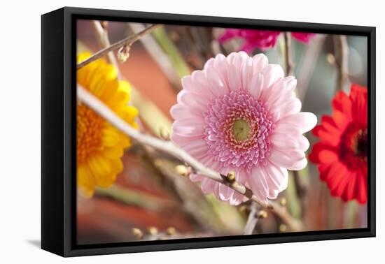 Flower, Gerbera, Blossom-Nikky Maier-Framed Premier Image Canvas