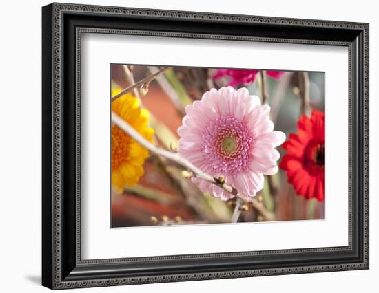 Flower, Gerbera, Blossom-Nikky Maier-Framed Photographic Print