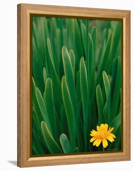 Flower Groundsel, Alaska, USA-Dee Ann Pederson-Framed Premier Image Canvas