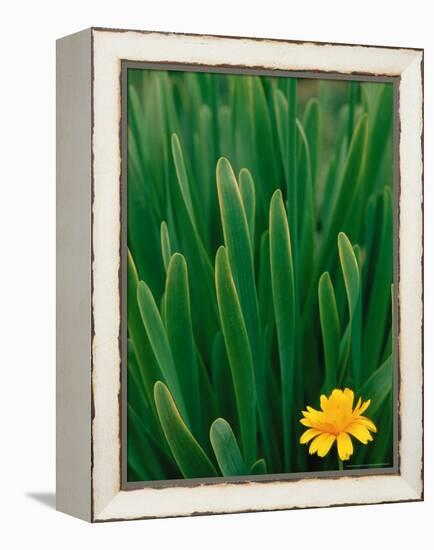 Flower Groundsel, Alaska, USA-Dee Ann Pederson-Framed Premier Image Canvas