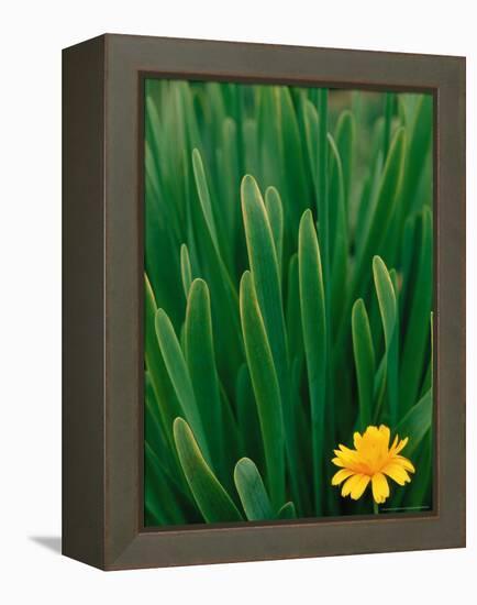 Flower Groundsel, Alaska, USA-Dee Ann Pederson-Framed Premier Image Canvas