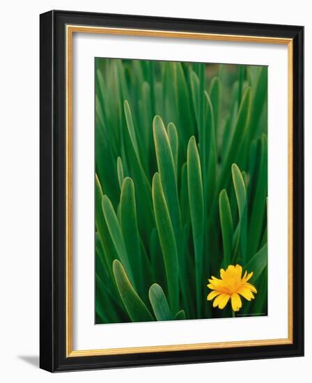 Flower Groundsel, Alaska, USA-Dee Ann Pederson-Framed Photographic Print