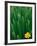 Flower Groundsel, Alaska, USA-Dee Ann Pederson-Framed Photographic Print