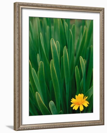 Flower Groundsel, Alaska, USA-Dee Ann Pederson-Framed Photographic Print