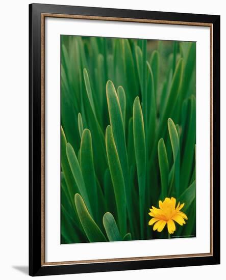 Flower Groundsel, Alaska, USA-Dee Ann Pederson-Framed Photographic Print