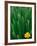 Flower Groundsel, Alaska, USA-Dee Ann Pederson-Framed Photographic Print