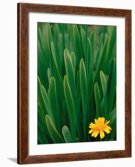 Flower Groundsel, Alaska, USA-Dee Ann Pederson-Framed Photographic Print