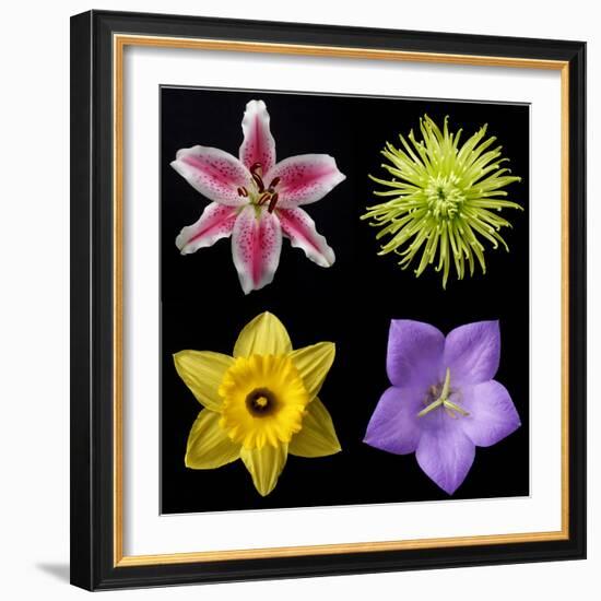 Flower Group 1-Jim Christensen-Framed Photographic Print