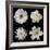 Flower Group 2-Jim Christensen-Framed Photographic Print